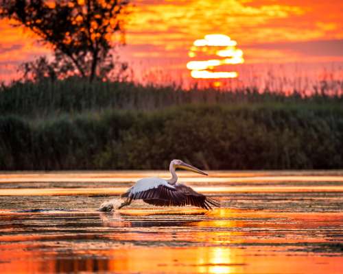 Cazare Delta Dunării