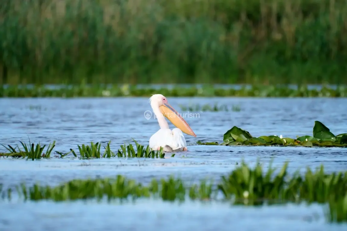 Pensiunea Doi Căpitani